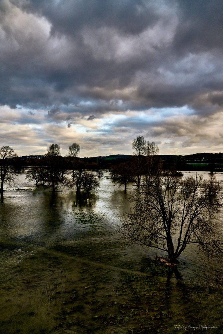 Überschwemmte Landschaft mit kahlen Bäumen und bewölktem Himmel.