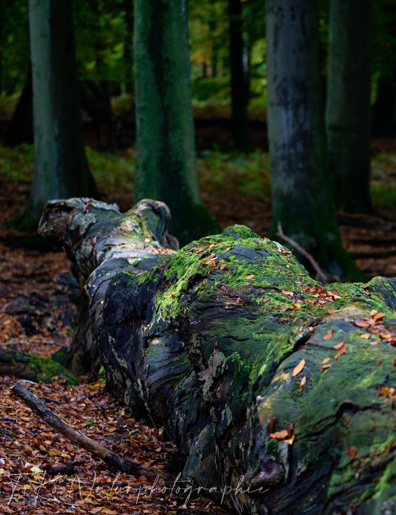 Umgestürzter Baum im Wald, bedeckt mit Moos und umgeben von grünen Bäumen.